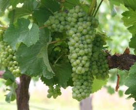 Roses Vineyard At Innes View - Accommodation VIC 4