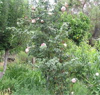 Tombstone Estate Vineyard - Accommodation VIC