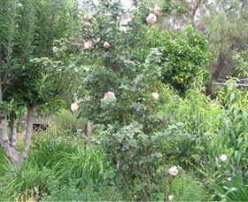 Tombstone Estate Vineyard - Accommodation VIC 0