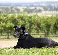 Moothi Estate Vineyard and Cellar Door - Accommodation VIC