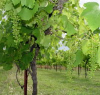 Holland Wines - Accommodation VIC