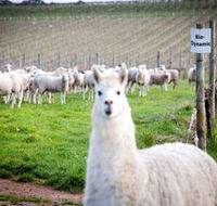 Gemtree Vineyards Cellar Door - Accommodation VIC