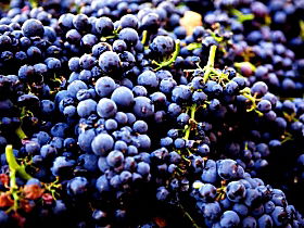 Nandroya Vineyard - Accommodation VIC 0
