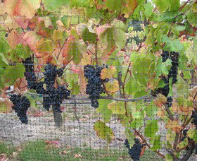 Cobaw Ridge - Accommodation VIC 7