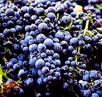 Tolpuddle Vineyard - Accommodation VIC