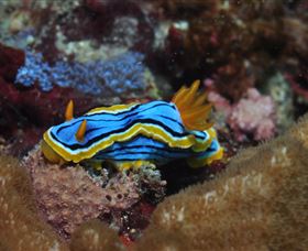 Coral Gardens Dive Site Mooloolaba - Accommodation VIC 1