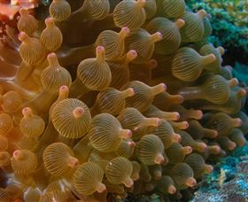 Coral Gardens Dive Site Mooloolaba - Accommodation VIC 0