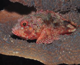 Coral Gardens Dive Site Mooloolaba - Accommodation VIC 2