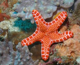 Coral Gardens Dive Site Mooloolaba - Accommodation VIC 3