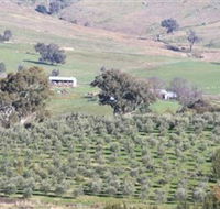 Wymah Organic Olives and Lambs - Accommodation VIC