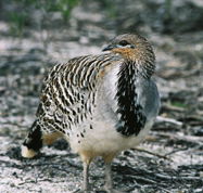 Yongergnow Australian Malleefowl Centre - Accommodation VIC