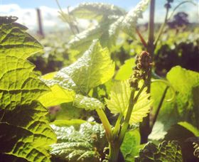 Punt Road Winery - Accommodation VIC 0