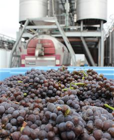 Punt Road Winery - Accommodation VIC 4