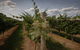 Punt Road Winery - thumb 7