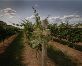 Punt Road Winery - Accommodation VIC 7