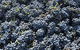 Punt Road Winery - thumb 6