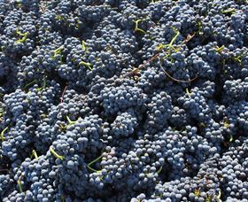 Punt Road Winery - Accommodation VIC 6