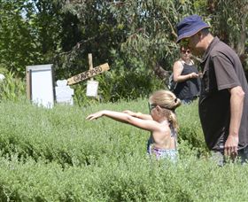 Hedgend Maze And Healesville Laser Sport - Accommodation VIC 2