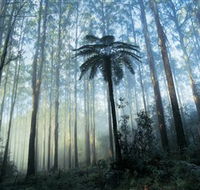 Yarra Ranges National Park - Accommodation VIC