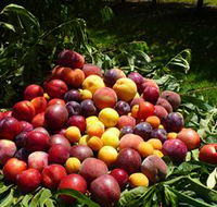 Rayner's Orchard - Accommodation VIC