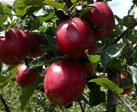 Wilgro Orchards - Accommodation VIC 3