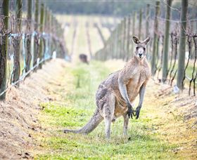 Yabby Lake Vineyard & Cellar Door - Accommodation VIC 8