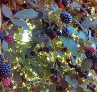 Gunnadoo Berries - Accommodation VIC