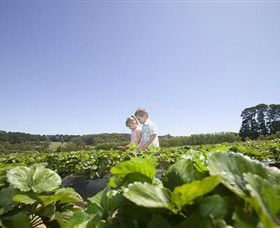 Sunny Ridge Strawberry Farm - Accommodation VIC 0