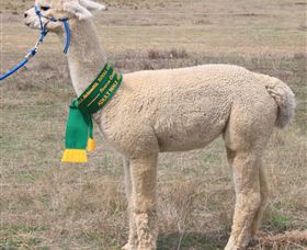 Marchmont Park Alpacas - Accommodation VIC 1