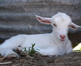 Jannei Artisan Cheese Makers - Accommodation VIC 1