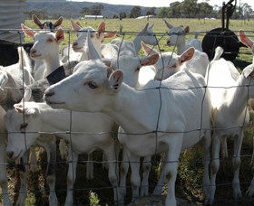 Jannei Artisan Cheese Makers - Accommodation VIC 5