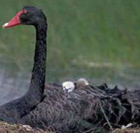 French Island Marine National Park - Accommodation VIC