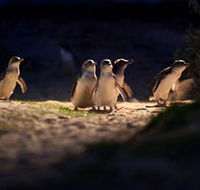 Phillip Island Nature Parks - Accommodation VIC