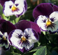 Newtown Park State Rose Garden - Accommodation VIC