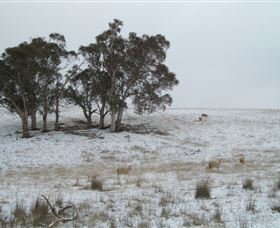 Crookwell Wind Farm - Accommodation VIC 2