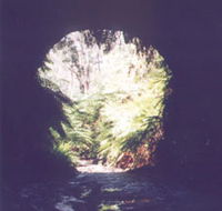 Glow Worm Tunnel - Accommodation VIC
