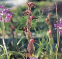 Carnamah-Eneabba Wildflower Drive - Accommodation VIC