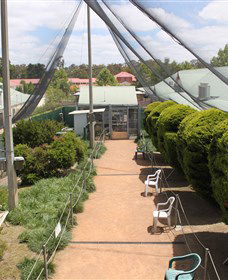 Canberra Walk In Aviary - Accommodation VIC 3