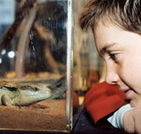Canberra Reptile Zoo - Accommodation VIC