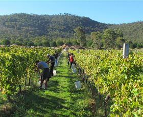 Savina Lane Premum Wines - Accommodation VIC 1