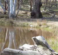 Mulligans Flat - Accommodation VIC