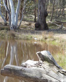 Mulligans Flat - Accommodation VIC 0