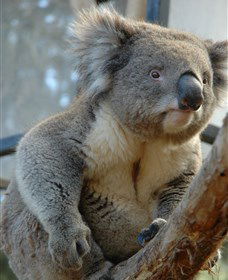 National Zoo & Aquarium - Accommodation VIC 5