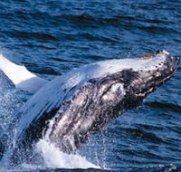 Sydney Eco Whale Watching - Accommodation VIC
