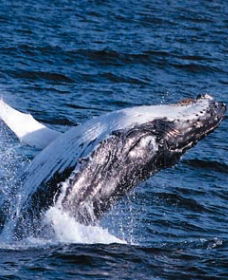 Sydney Eco Whale Watching - Accommodation VIC 0