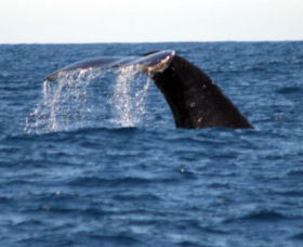 Sydney Eco Whale Watching - Accommodation VIC 1