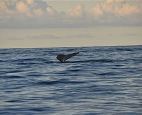 Sydney Eco Whale Watching - Accommodation VIC 2