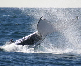 Sydney Eco Whale Watching - Accommodation VIC 3