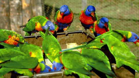 Canberra Walk In Aviary - Accommodation VIC 4