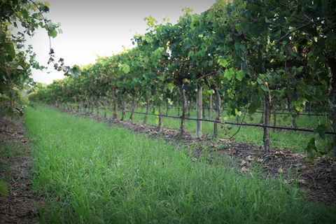 Bunnamagoo Wines - Accommodation VIC 2